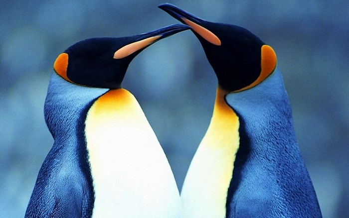 Two King Penguins touching beaks