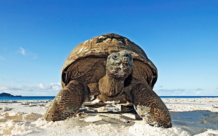 Giant tortoise on a sandy beach with blue sky