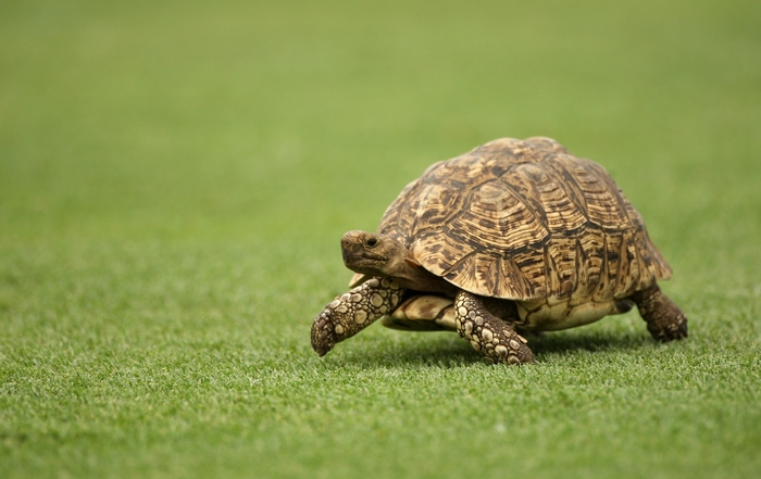 A leopard tortoise walks on green grass