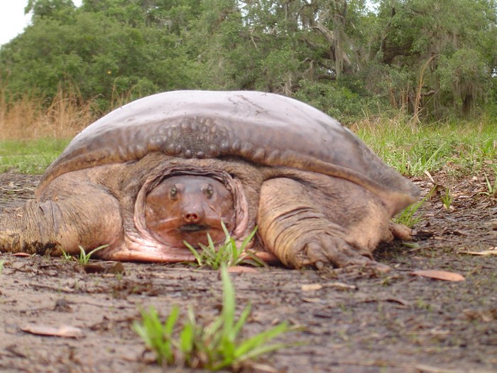 Softshell turtle on a dirt path