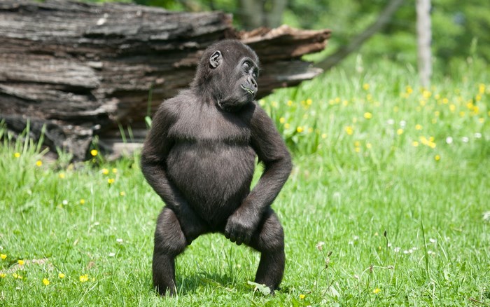 Young gorilla standing in a grassy field