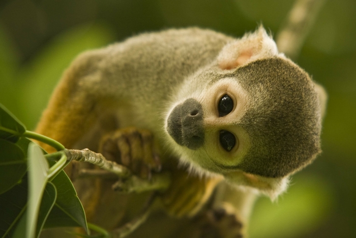 Squirrel monkey looking at the camera