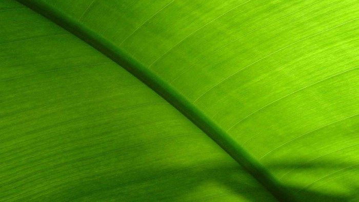 Close-up of a bright green banana leaf