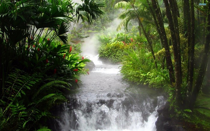Jungle stream with waterfalls and tropical plants