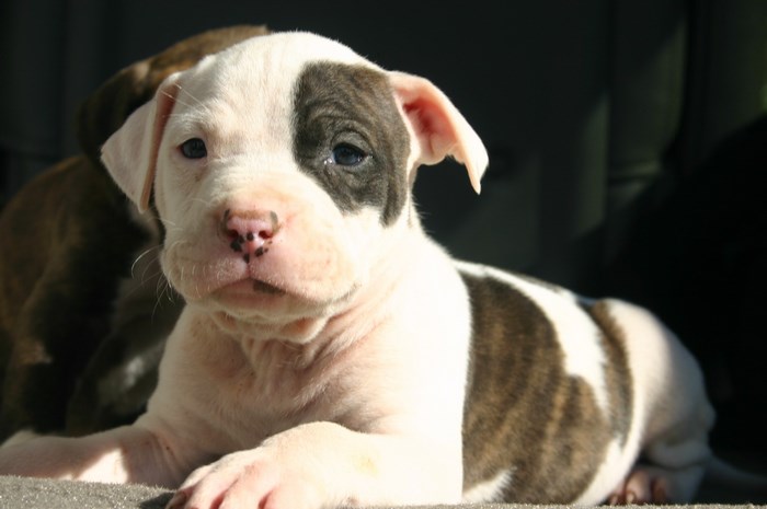Pitbull puppy with white and brown markings