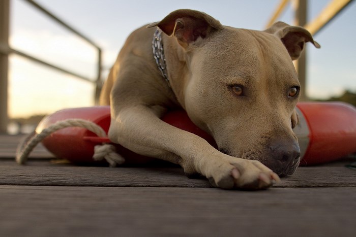 Tan pitbull dog lying on a life preserver on a wooden dock