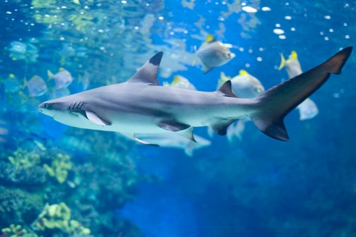 Shark swimming in an aquarium with fish