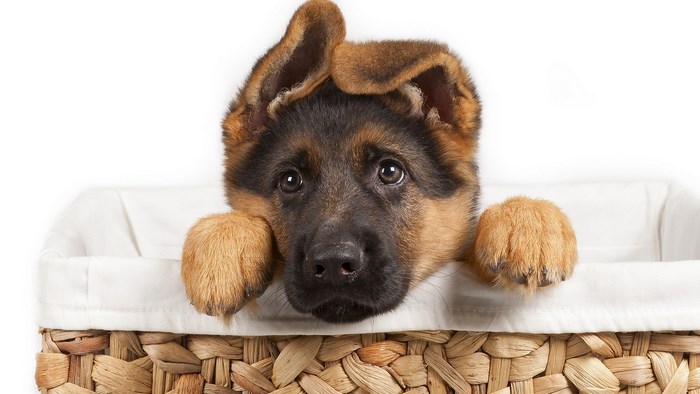 German Shepherd puppy in a basket
