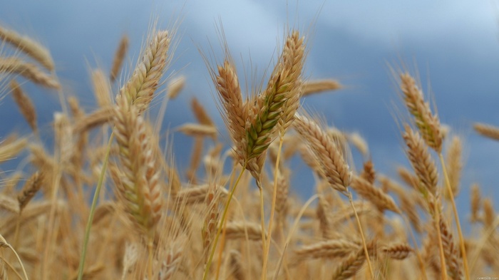 Field of wheat under a cloudy sky