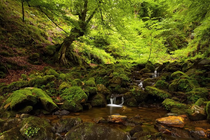 Mossy rocks and stream in a green forest