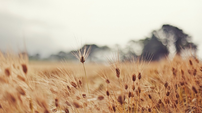 Field of wheat with blurred trees in background
