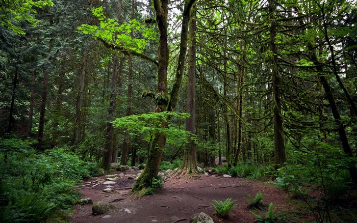 Forest path with moss-covered trees