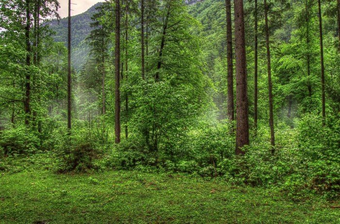 Green forest with tall trees and mist