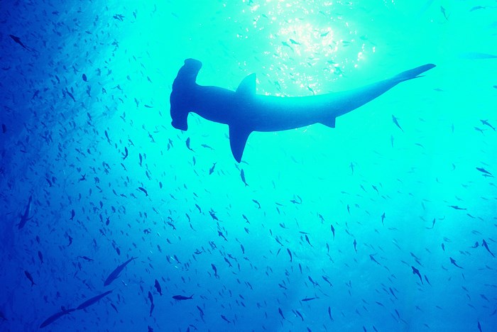 Hammerhead shark swimming with a school of fish