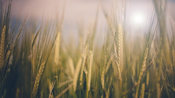 Close-up of wheat stalks in a field
