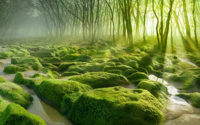 Mossy rocks in a misty forest with sunbeams