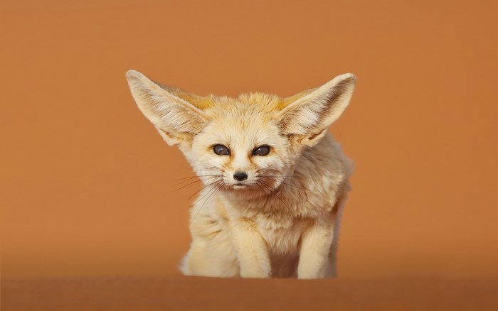 Fennec fox with large ears in desert