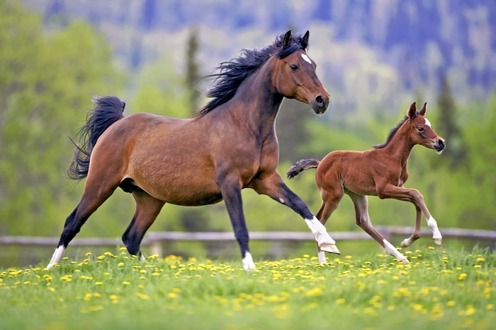 Brown horse and foal running in a field