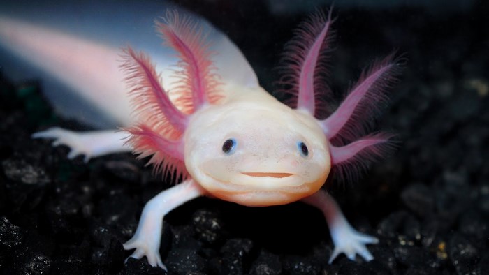 Cute Pink-Gilled Axolotl on Dark Surface