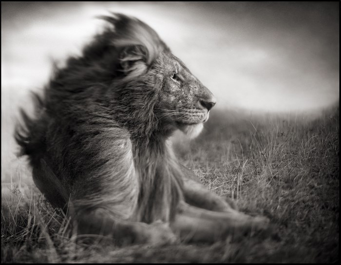Lion in tall grass