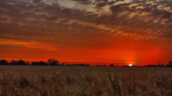 Sunset over a field of wheat with trees on the horizon