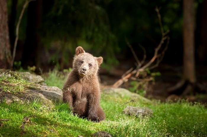 A young bear sits in a grassy forest clearing