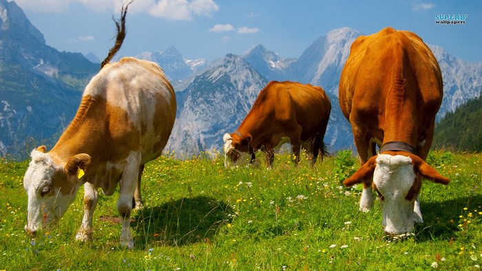 Cows grazing in a mountain meadow