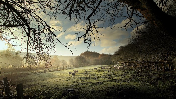 Sheep in a misty field with bare trees