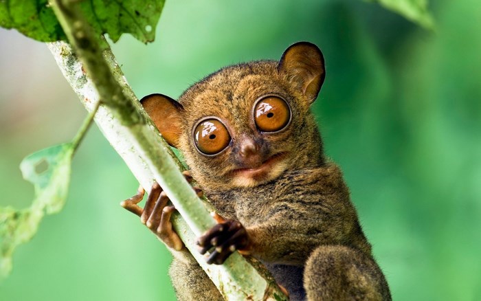 Tarsier clinging to a branch