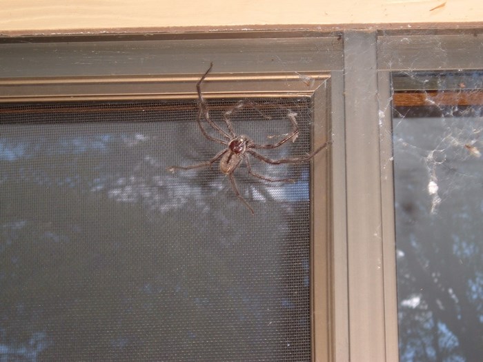 Spider on a window screen