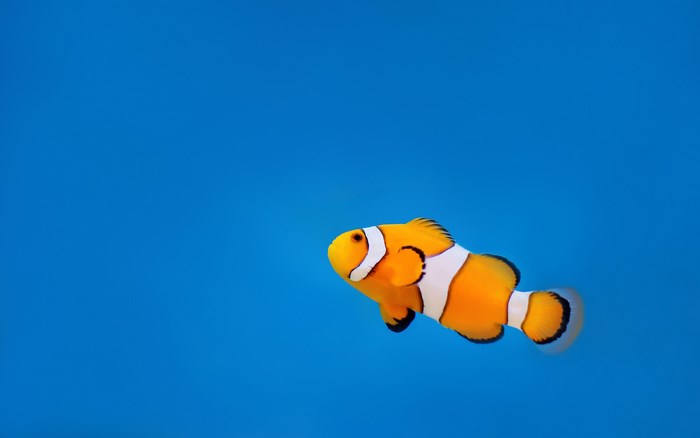 Clownfish swimming in blue water