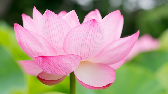 Pink Lotus Flower