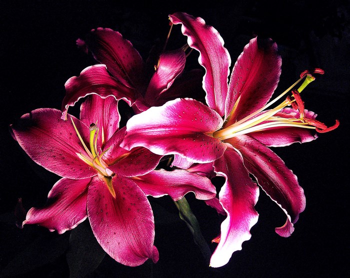 Two deep pink lilies with white edges