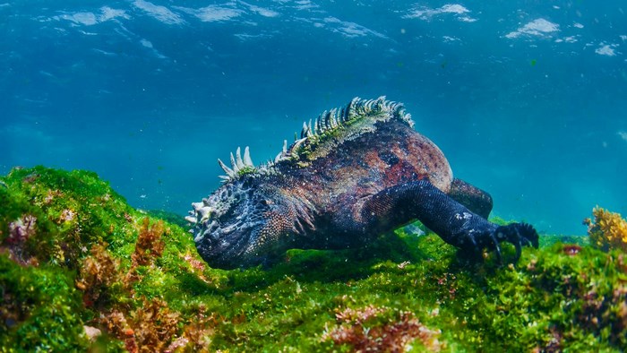 Marine Iguana Underwater on Algae Covered Rocks