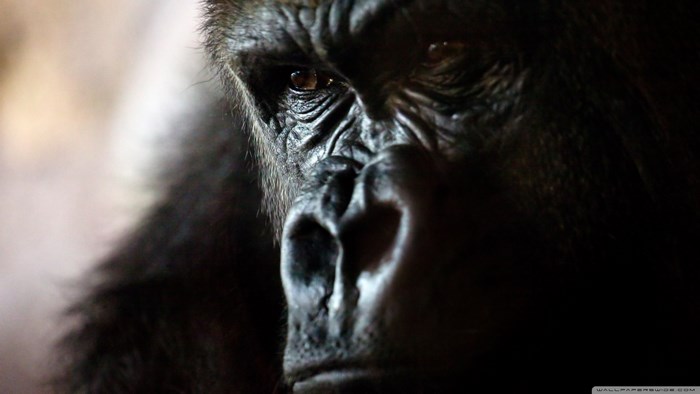 Close-up of a Gorilla's Face