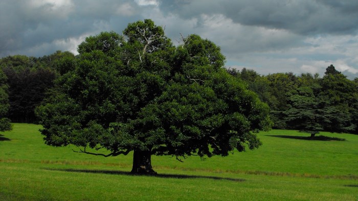 Oak tree in a grassy field under a cloudy sky