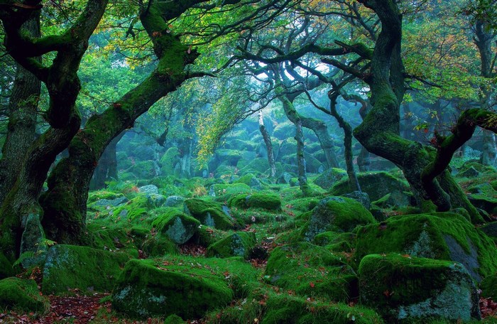Mossy trees and rocks in a forest