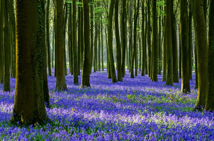 Bluebell forest with tall trees