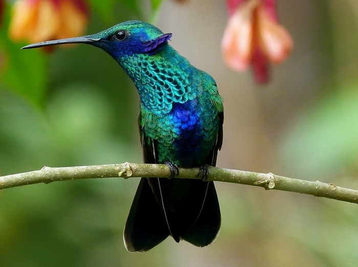 Hummingbird perched on a branch
