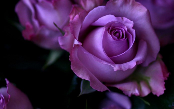 Purple roses close-up