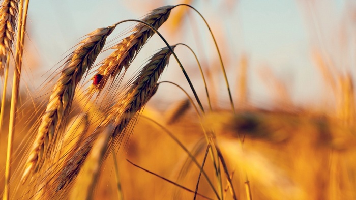 Ladybug on a wheat stalk