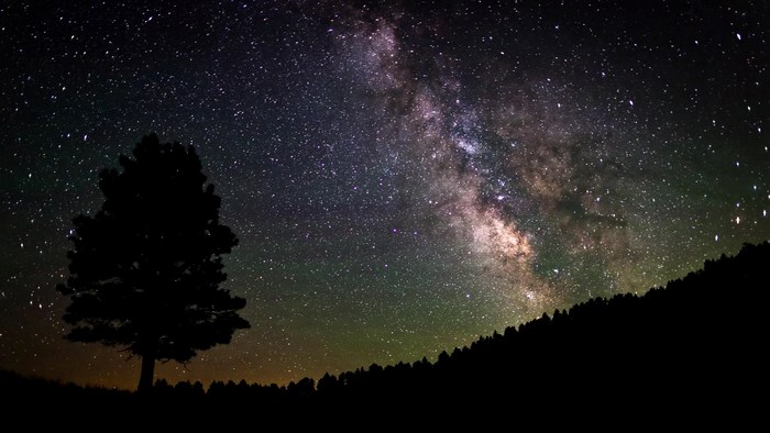 Milky Way over a silhouetted tree and forest