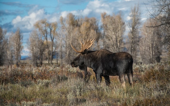 Moose with large antlers in a field