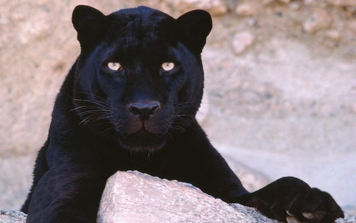 Black Panther resting on rocks