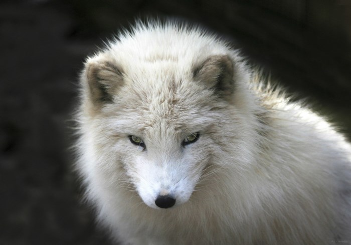 Close-up of an Arctic Fox