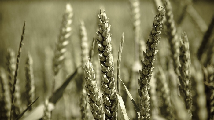 Close-up of wheat stalks in a field