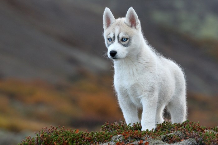 Husky puppy with blue eyes in a natural setting