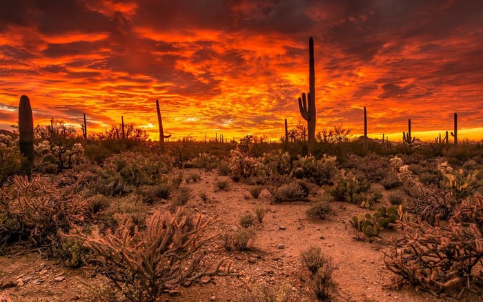 Desert landscape with saguaro cacti at sunset