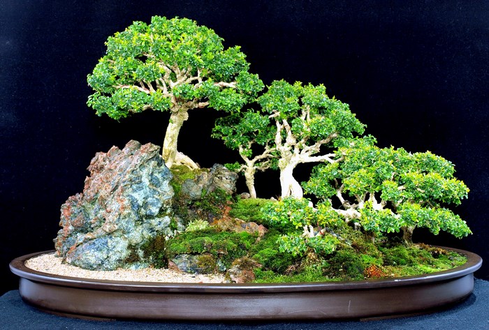 Bonsai trees on rocks in a pot