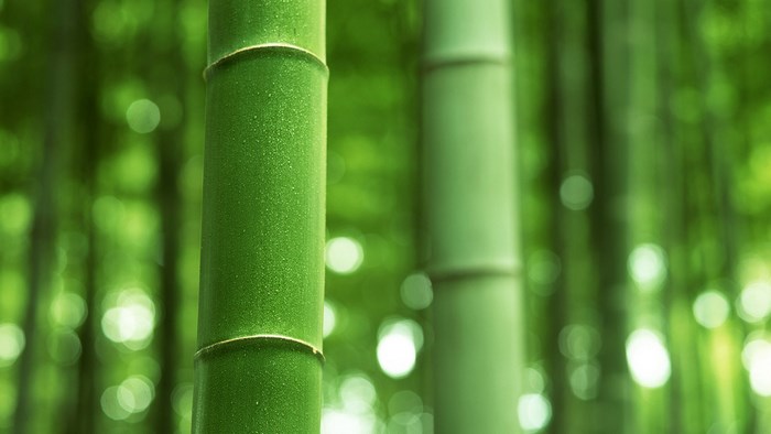 Bamboo stalks in a forest